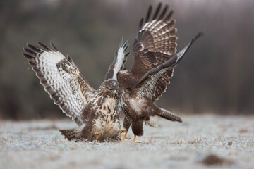 Myszołów zwyczajny, common buzzard, (Buteo buteo) © Michal Przystas