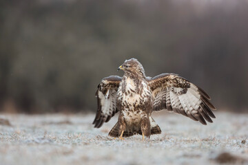 Myszołów zwyczajny, common buzzard, (Buteo buteo)