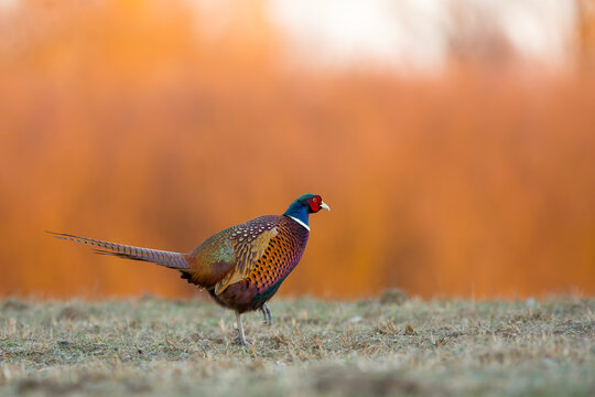 Bażant, The common pheasant (Phasianus colchicus)