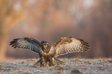 Myszołów zwyczajny, common buzzard, (Buteo buteo) © Michal Przystas