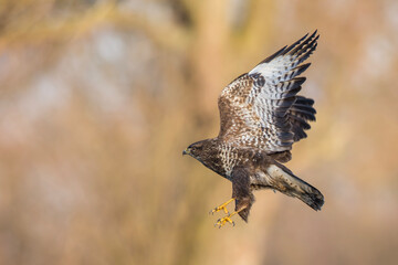 Myszołów zwyczajny, common buzzard, (Buteo buteo) © Michal Przystas