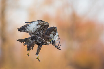 Myszołów zwyczajny, common buzzard, (Buteo buteo) © Michal Przystas