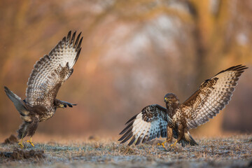Myszołów zwyczajny, common buzzard, (Buteo buteo) © Michal Przystas