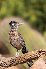 Greater Roadrunner in desert, Pima County, Arizona.