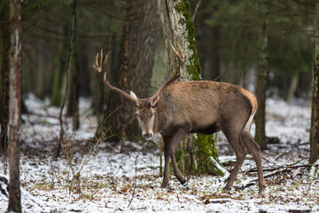 Jeleń szlachetny, Jeleń, Red Deer, Deer, Cervus elaphus © Michal Przystas