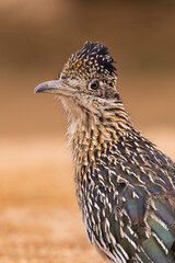 Greater Roadrunner in desert, Pima County, Arizona.