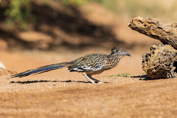 Greater Roadrunner in desert, Pima County, Arizona.