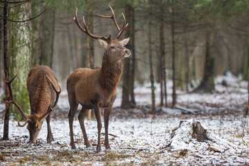 Jeleń szlachetny, Jeleń, Red Deer, Deer, Cervus elaphus © Michal Przystas