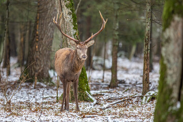Jeleń szlachetny, Jeleń, Red Deer, Deer, Cervus elaphus © Michal Przystas