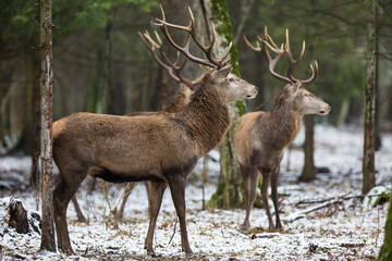 Jeleń szlachetny, Jeleń, Red Deer, Deer, Cervus elaphus © Michal Przystas