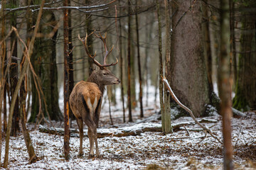 Jeleń szlachetny, Jeleń, Red Deer, Deer, Cervus elaphus © Michal Przystas
