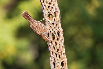 Cactus Wren, Pima County, Arizona.