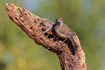 Cactus Wren, Pima County, Arizona.