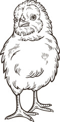 Baby chick front view farm newborn bird easter symbol engraving hand drawn illustration black white isolated vintage line art sketch silhouette graphic style poster label web