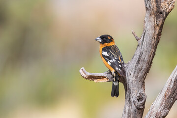 Black-headed Grosbeak male, Pima County, Arizona.