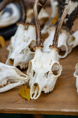 A pile of deer skulls are on a wooden table