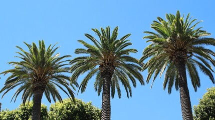 Three Palm Trees Against a Blue Sky Summer Vacation