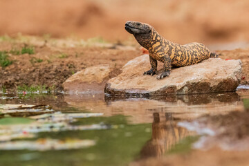 Gila Monster at water, Pima County, Arizona.