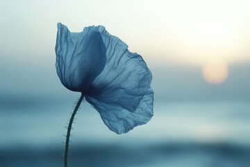 Single blue poppy silhouetted against a blurred sunset sky, delicate petals and stem visible.