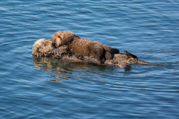 USA, California, Central Coast, Morro Bay. Sea otter mama and pup