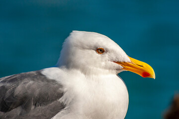 USA, California, San Luis Obispo County. California gull close-up.