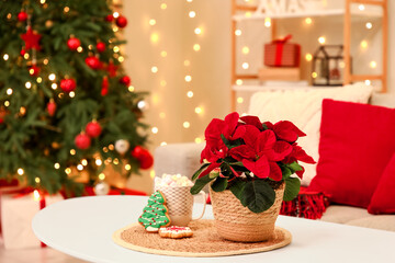 Christmas flower poinsettia, cup of cocoa and gingerbread on table in living room. Closeup