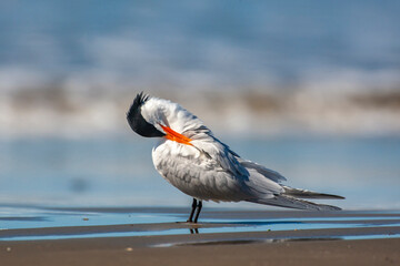 USA, California, San Luis Obispo County. Royal tern close-up on beach preening.