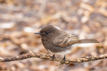 USA, California, Morro Bay. Black phoebe bird close-up.