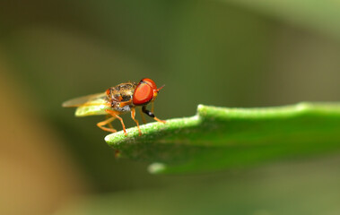 small red-eyed fly on a leaf
