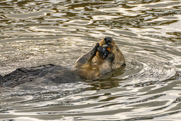 USA, California, Morro Bay. Sea otter in water eating mussel.