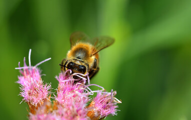 bee sipping nectar from a flower