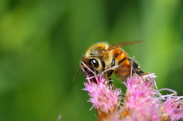 bee sipping nectar from a flower