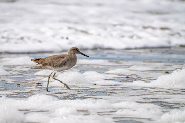 USA, California, Morro Bay. Willet bird in shore water.