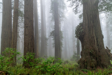 Obraz premium Burl on large redwood tree at Del Norte Coast Redwoods State Park, California, USA.