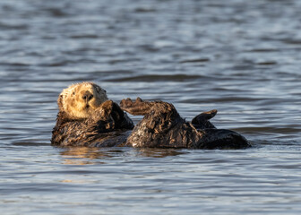 Fototapeta premium Sea Otter (Enhydra lutris) are marine mammals and the largest member of the weasel family, Endangered, Monterey, Bay