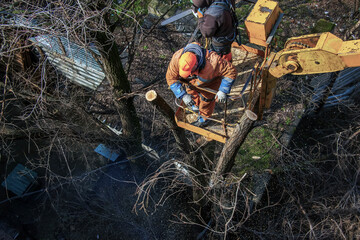 Municipal service workers stand with a chainsaw in crane basket and trim dangerous trees. A worker throws down cut tree trunk