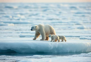 Gordijnen Mother polar bear guides her cubs across a large icy surface in the Arctic Ocean during a serene afternoon. © Aleksander