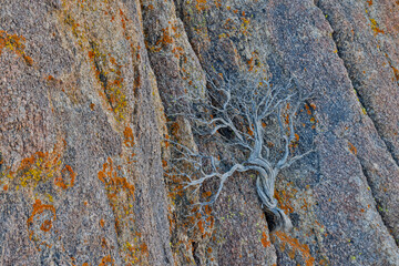 USA, California, Lone Pine, Inyo County. Alabama Hills lichen covered rocks with dried brush