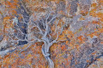 USA, California, Lone Pine, Inyo County. Alabama Hills lichen covered rocks with dried brush
