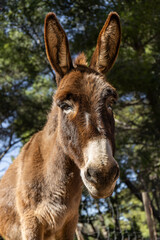 Donkey in Majorca, Mallorca, Balearic Islands, Spain, Europe
