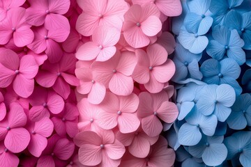 Obraz premium Beautiful arrangement of pink and blue hydrangea flowers for decoration and celebration in springtime garden