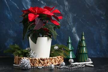 Composition with beautiful Christmas plant poinsettia, fir branches and decorations on dark table