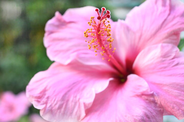 FLOR FLORES VARIEDAD HIBISCO MARGARITA PRIMAVERA FUCSIA ROSADA MARGARITA AZUL © Andrea