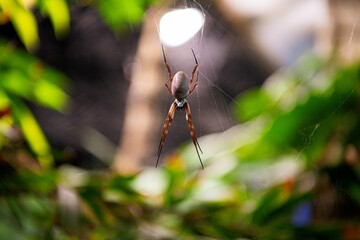 Closeup on a spider in the garden hanging from its web