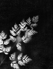 Branches with leaves. Vintage illustration. Versatile artistic image for creative design projects: posters, banners, cards, magazines, prints and wallpapers. Artist-made art.