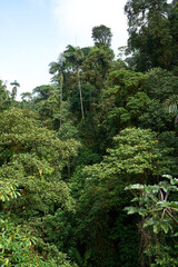La Fortuna, Costa Rica - November 20, 2024 - the Mistico Arenal Hanging Bridges Park in Provincia de Alajuela 
