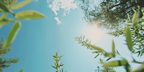 Bright Sunlit Leaves Gracefully Positioned Against a Vibrant Blue Sky in a Scenic View