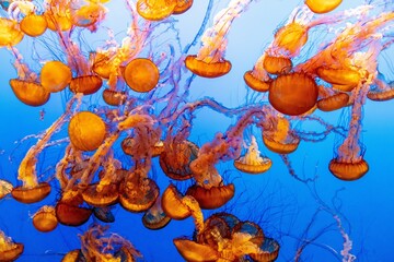 USA, California, Monterey Bay. Black sea nettle, jellyfish with blue background