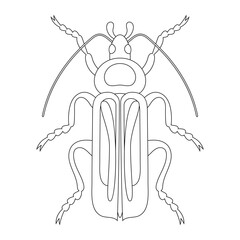 Coloring book of bug, dytiscidae beetle. Doodle insect. Nature and biodiversity insect specie. Beetle vector flat illustration.