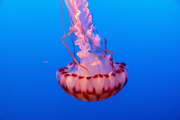 USA, California, Monterey. Purple-striped jellyfish with blue background © Danita Delimont